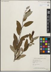 Foto von Salix planifolia Pursh